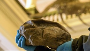 A partir de 2026 se impartirá la carrera de Paleontología en Chile: ¿En qué universidad se podrá estudiar?