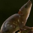 Se descubrió que hace millones de años hubo un pequeño mamífero que vivió junto con los dinosaurios. Su apariencia tiene características similares a las de un ratón. ¿Qué es lo que se sabe?