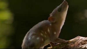 El pequeño mamífero que vivió con los dinosaurios hace millones de años