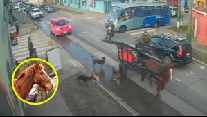 Final feliz para caballo 'Luis Miguel' de la banda criminal apodada 'carreta chorros': Fue adoptado y tendrá nueva vida