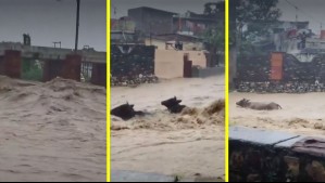 Inundaciones catastróficas arrasan con todo en India: El agua arrastró a las vacas