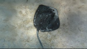 Puede medir hasta 1,7 metros: Detectan raya diamante en costas del norte de Chile