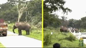 Selfie casi mortal: Elefante ataca a hombre que le tomó una foto con flash