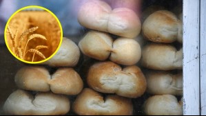 Chilenos editaron el trigo sin hacerlo transgénico: Solo dos rebanadas de pan suplirán al menos la mitad de fibra sugerida