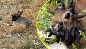 Avistan conejos con 'tentáculos': El extraño virus que causa preocupación en Estados Unidos