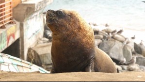 Turista coreano sufre grave mordedura de lobo marino en Valdivia: 'Se acercó demasiado'