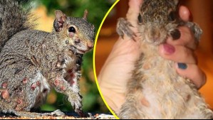 Aparecen extrañas 'ardillas zombis' en EEUU: 'No intenten capturar una ardilla con el virus'