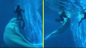 Pánico en acuario de China: Ballena beluga atacó a buzos y un pulpo intentó morder a un niño