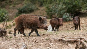 Cerdos salvajes con carne azul neón tienen en alerta a California: Expertos advierten de su peligrosidad