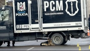 Escena desgarradora: Hombre murió atropellado el día de su cumpleaños y su perro se quedó a su lado hasta que retiraron el cuerpo