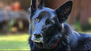 ¿Cómo lo hacen?: Investigación resuelve que perros son capaces de leer emociones humanas