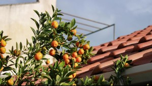 Mujer se tomó casa y denunció a la hija de la dueña del inmueble que quiso sacar fruta de un árbol