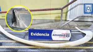 Incautan costilla de ballena franca austral de dos metros en frontera con Argentina: Es una especie protegida