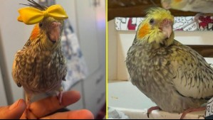 Se asustó durante un intento de robo y escapó: Mujer ofrece recompensa para recuperar a su querida cacatúa en Valparaíso