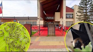 Larvas en el techo, ratones y murciélagos: Las deplorables condiciones sanitarias que tienen sin clases a colegio de Río Bueno