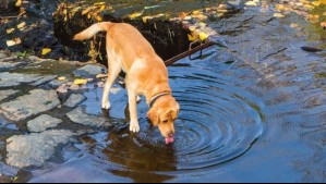 Es transmisible a humanos y cerca del 20% de los perros lo porta: Conoce cómo identificar el parásito Giardia