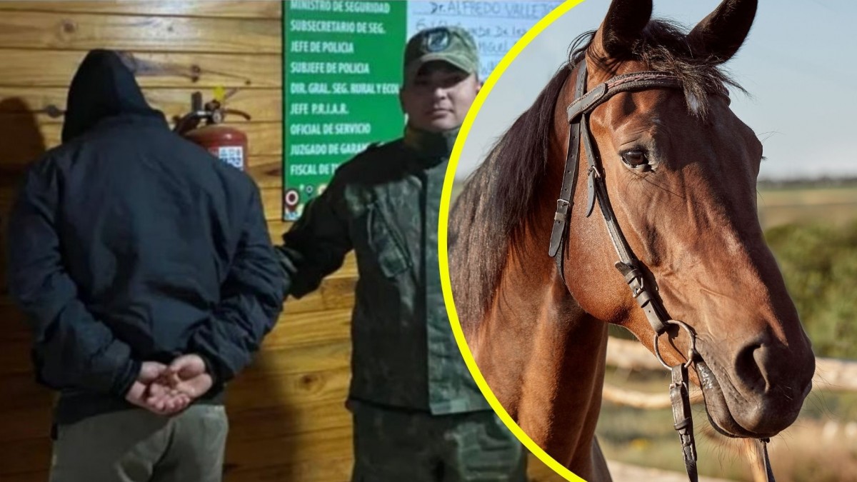 Detienen a hombre por faenar un caballo robado y vender su carne en bolsas en Argentina: El animal era de su vecino