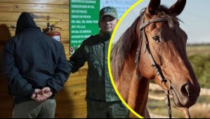 Detienen a hombre por faenar un caballo robado y vender su carne en bolsas en Argentina: El animal era de su vecino
