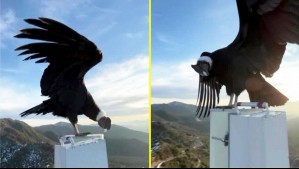 'Hasta 4 metros puede tener de extensión': Deportista graba a un majestuoso cóndor en Machalí