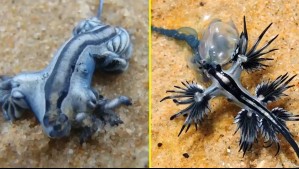 Son potencialmente peligrosos: Cierran playas ante la presencia del 'dragón veneno' en España