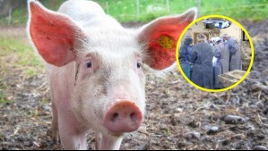 Nuevo hito en la medicina: Se realizó el primer trasplante de pulmón de cerdo a un humano