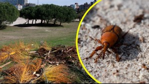 Presencia del 'picudo rojo' en Uruguay mantiene en alerta a otros dos países de Sudamerica: Situación es 'incontrolable'