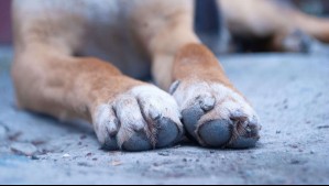 Repudio por chofer de bus que atropelló a un perro y escapó en Punta Arenas: El animal murió