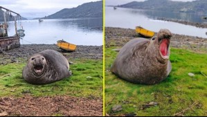 'Impredecibles y peligrosos': Preocupación por elefante marino que ronda comuna de la región de Los Lagos