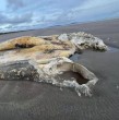 Hallaron en una playa de Gales el cadáver de un extraño animal marino de gran tamaño que aún no ha logrado ser identificado por especialistas. Expertos investigan de qué especie se trata.