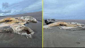 Hallan el cadáver de un misterioso y enorme animal marino en playa de Gales