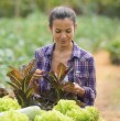 Ya están abiertas las postulaciones de Tierra Joven, un programa del Instituto de Desarrollo Agropecuario (Indap) que apoya a jóvenes agricultores en la compra de un terreno. Conoce cómo funciona la iniciativa.