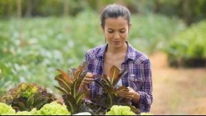 Están abiertas las postulaciones de Tierra Joven: ¿Cómo hacerlo?
