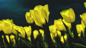 ¿Por qué se regalan flores amarillas en septiembre y qué significado tiene?