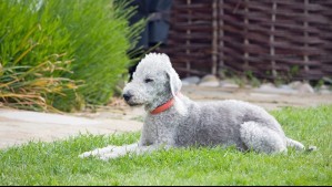 Estas son las 9 razas de perro más raras del mundo: Uno tiene 'doble nariz'