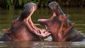 Hay un bebé entre las víctimas: Hipopótamo vuelca embarcación y deja 11 desaparecidos en Costa de Marfil