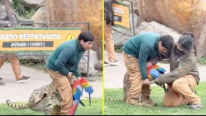 Tragedia en el Buinzoo: Guacamayo muere tras ser atacado por un serval en plena exhibición al público