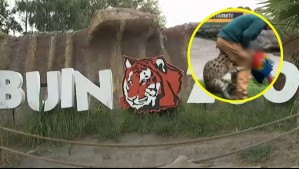 'Mi hija quedó traumatizada': Testigos critican seguridad de Buin Zoo tras show educativo en que un serval mató a guacamayo