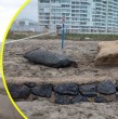 Por las últimas marejadas y el retroceso del nivel de la arena, una histórica estructura se asomó en la playa de La Serena. Conoce de qué se trata el hallazgo y qué hipótesis explicarían su origen.
