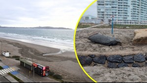 Descubren misteriosa estructura histórica en playa de La Serena: ¿Cuál sería su origen?