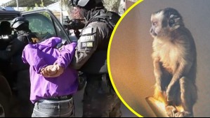 Encuentran un mono en operativo contra clan familiar dedicado al narcotráfico: Allanamientos incluyeron la cárcel Santiago 1