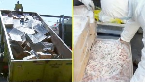 Cabezas de chancho, patas de pollo y más: Hallan más de 15 toneladas de carne descompuesta en frigorífico clandestino