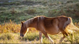Compraron una yegua a medias y ahora tienen disputa que llegó a la Justicia: Árbitro decidirá qué harán con equino en Talagante