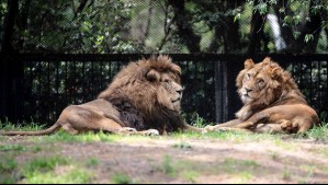 Guardia de zoológico en Tailandia muere devorado por cerca de 7 leones