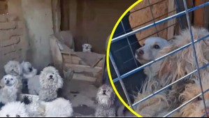 Grave caso de maltrato animal en La Serena: Rescatan 13 perros encerrados con sus propias heces y sin comida ni agua