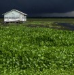 Una planta invasora se encuentra amenazando a un pueblo de pescadores hecho de palafitos en Colombia. La especie crece sin freno y amenaza con desplazarlos. Revisa los detalles.