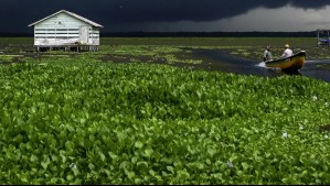 Pueblo de pescadores está en peligro en Colombia: Una planta invasora amenaza con hacerlo desaparecer