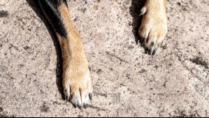 'Es inaceptable y cruel': Investigan matanza y presunta venta de órganos de mascotas en el norte de Chile