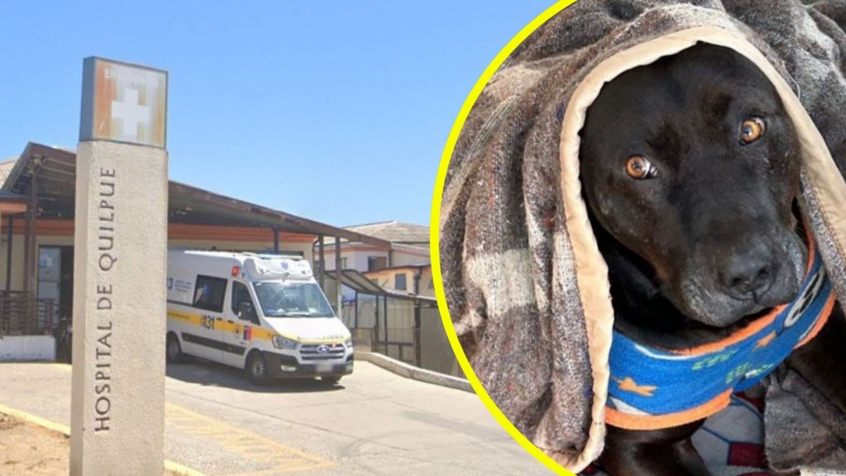 Perrito comunitario fue baleado y murió afuera del Hospital de Quilpué: Se está investigando a un funcionario de la PDI