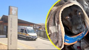 Perrito comunitario fue baleado y murió afuera del Hospital de Quilpué: Se está investigando a un funcionario de la PDI