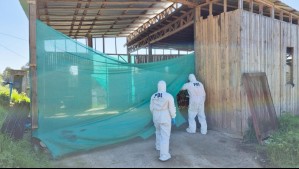 Encuentran cadáver calcinado y con pierna amputada en Algarrobo: Un detalle descartaría participación de terceros